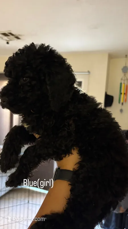 M&m – Goldendoodle puppy for sale in Desert Hot Springs, CA