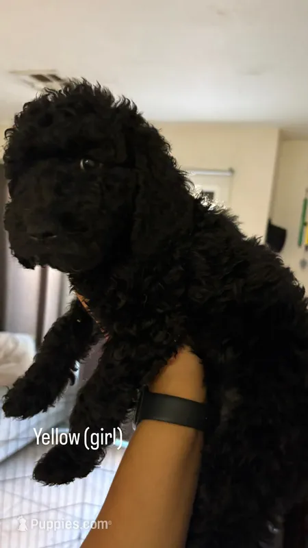 Daisy  – Goldendoodle puppy for sale in Desert Hot Springs, CA