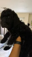 Daisy , a female Goldendoodle for sale in Desert Hot Springs, CA – 1 of 1