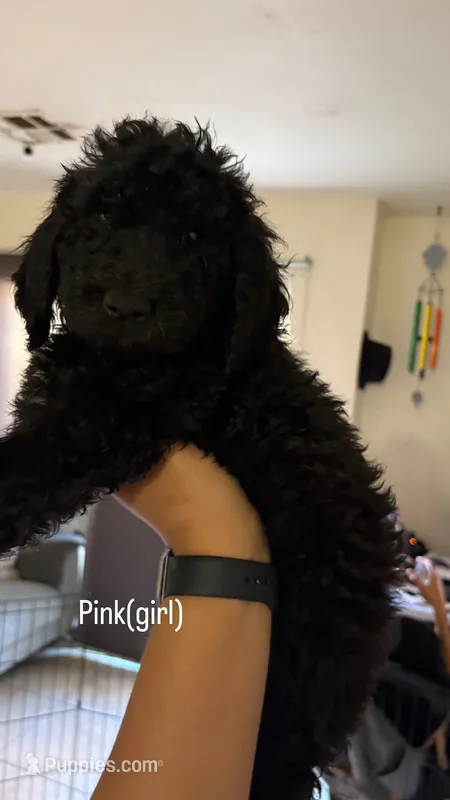Gordies – Goldendoodle puppy for sale in Desert Hot Springs, CA