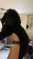 Gordies, a female Goldendoodle for sale in Desert Hot Springs, CA – 1 of 1