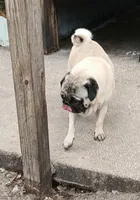 MIKEY, a male Pug for sale in Lake Wales, FL – 4 of 10