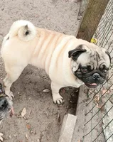 MIKEY, a male Pug for sale in Lake Wales, FL – 10 of 10