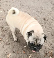 MIKEY, a male Pug for sale in Lake Wales, FL – 8 of 10