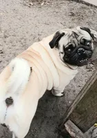 MIKEY, a male Pug for sale in Lake Wales, FL – 6 of 10