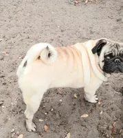 MIKEY, a male Pug for sale in Lake Wales, FL – 7 of 10