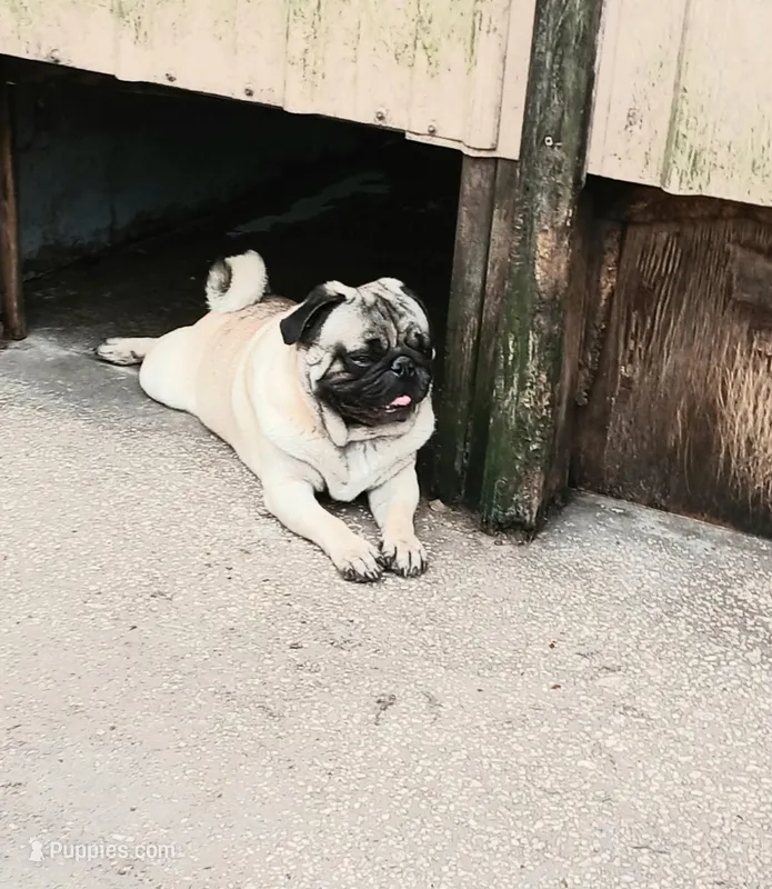 MIKEY, a male Pug for sale in Lake Wales, FL – 1 of 10