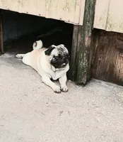 MIKEY, a male Pug for sale in Lake Wales, FL – 1 of 10