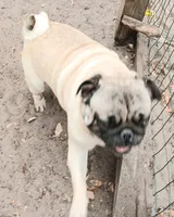 MIKEY, a male Pug for sale in Lake Wales, FL – 9 of 10