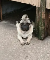 MIKEY, a male Pug for sale in Lake Wales, FL – 3 of 10