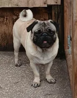 MIKEY, a male Pug for sale in Lake Wales, FL – 2 of 10