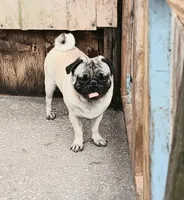 MIKEY, a male Pug for sale in Lake Wales, FL – 5 of 10
