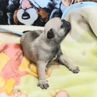 Doug, a male Pug for sale in Lake Wales, FL – Photo 7 of 10