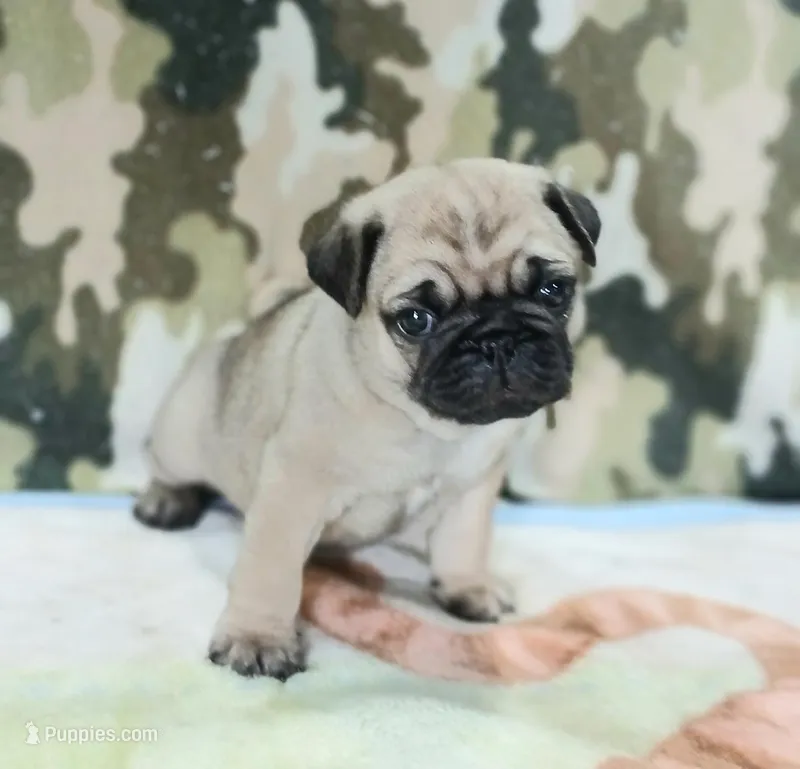 Doug – Pug puppy for sale in Lake Wales, FL