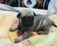 Doug, a male Pug for sale in Lake Wales, FL – Photo 3 of 10