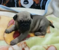 Doug, a male Pug for sale in Lake Wales, FL – Photo 2 of 10