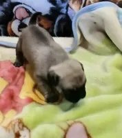 Doug, a male Pug for sale in Lake Wales, FL – Photo 5 of 10