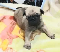 Doug, a male Pug for sale in Lake Wales, FL – Photo 10 of 10