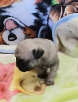 Doug, a male Pug for sale in Lake Wales, FL – Photo 6 of 10