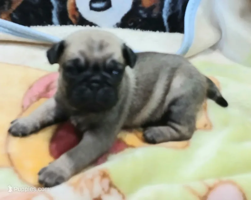 Doug – Pug puppy for sale in Lake Wales, FL