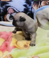 Doug, a male Pug for sale in Lake Wales, FL – Photo 4 of 10