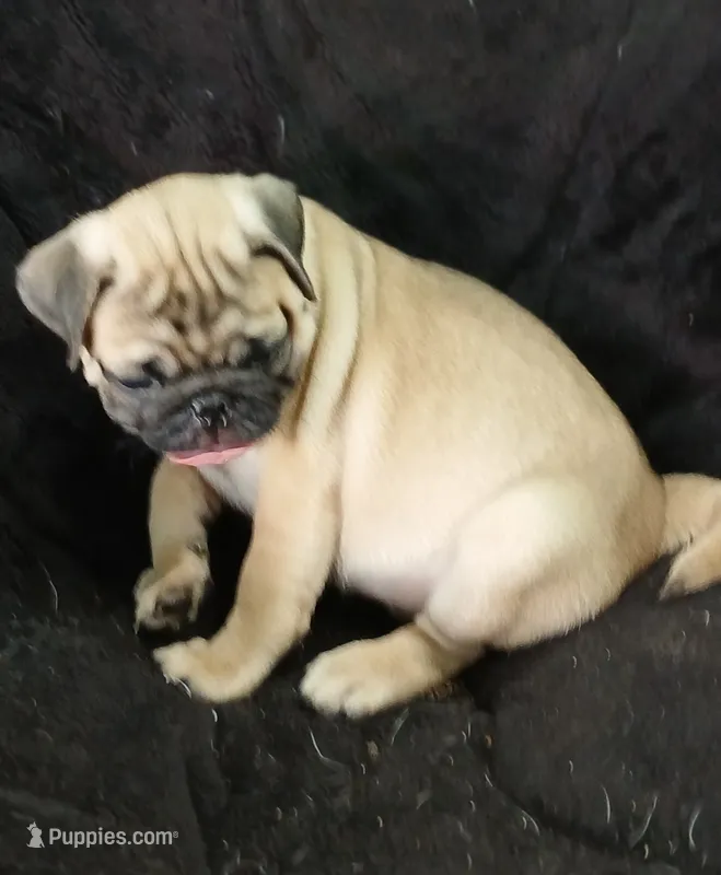 Doug pending  – Pug puppy for sale in Lake Wales, FL