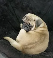 Doug pending , a male Pug for sale in Lake Wales, FL – 4 of 10