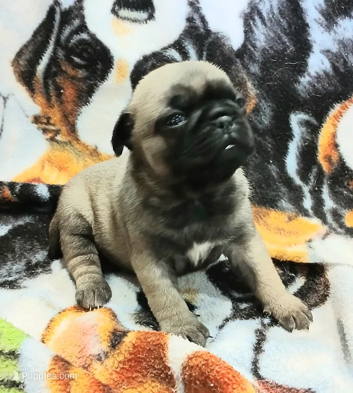 Dee – Pug puppy for sale in Lake Wales, FL