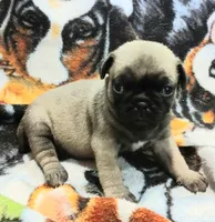 Dee, a female Pug for sale in Lake Wales, FL – Photo 9 of 10