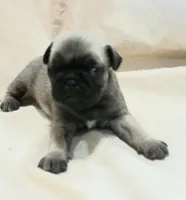 Dee, a female Pug for sale in Lake Wales, FL – Photo 10 of 10