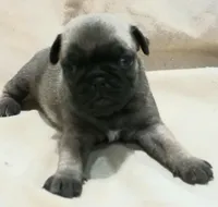 Dee, a female Pug for sale in Lake Wales, FL – Photo 2 of 10