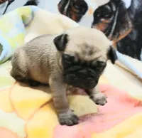 Dee, a female Pug for sale in Lake Wales, FL – Photo 8 of 10