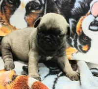 Dee, a female Pug for sale in Lake Wales, FL – Photo 4 of 10