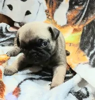 Dee, a female Pug for sale in Lake Wales, FL – Photo 6 of 10