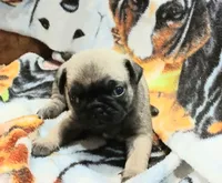 Dee, a female Pug for sale in Lake Wales, FL – Photo 5 of 10