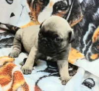Dee, a female Pug for sale in Lake Wales, FL – Photo 7 of 10