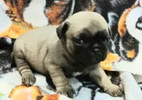 Dee, a female Pug for sale in Lake Wales, FL – Photo 3 of 10