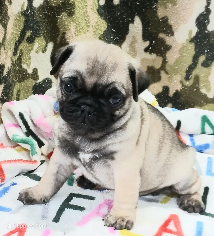 Dee – Pug puppy for sale in Lake Wales, FL