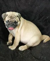 Doug pending , a male Pug for sale in Lake Wales, FL – 2 of 10