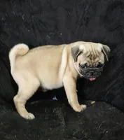 Doug pending , a male Pug for sale in Lake Wales, FL – 5 of 10