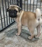 Doug pending , a male Pug for sale in Lake Wales, FL – 10 of 10