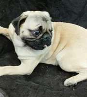 Puggie, a male Pug for sale in Lake Wales, FL – Photo 3 of 10