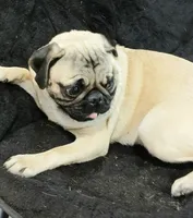 Puggie, a male Pug for sale in Lake Wales, FL – Photo 2 of 10