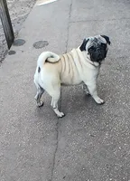 Puggie, a male Pug for sale in Lake Wales, FL – Photo 8 of 10