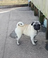 Puggie, a male Pug for sale in Lake Wales, FL – Photo 9 of 10