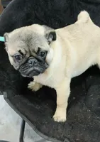 Puggie, a male Pug for sale in Lake Wales, FL – Photo 7 of 10