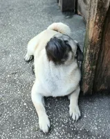 Puggie, a male Pug for sale in Lake Wales, FL – Photo 10 of 10