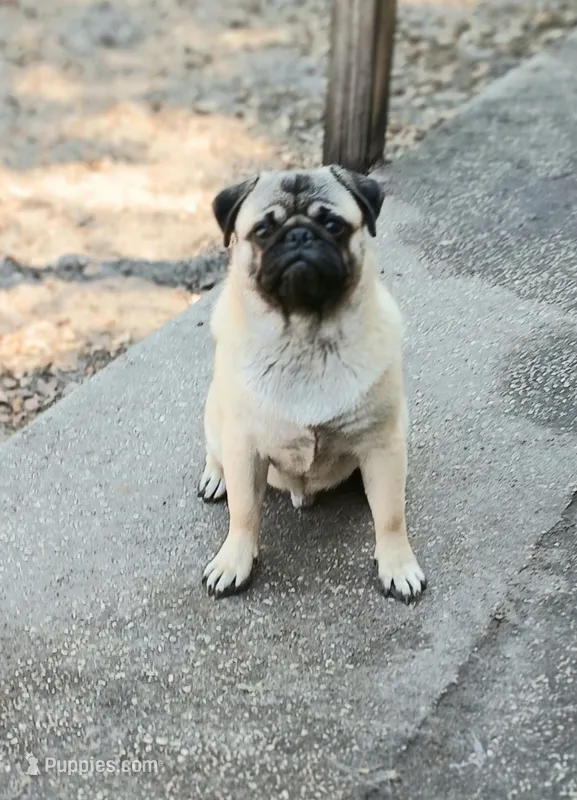 Puggie – Pug puppy for sale in Lake Wales, FL
