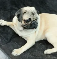 Puggie, a male Pug for sale in Lake Wales, FL – Photo 10 of 10