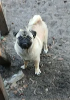 Puggie, a male Pug for sale in Lake Wales, FL – Photo 3 of 10